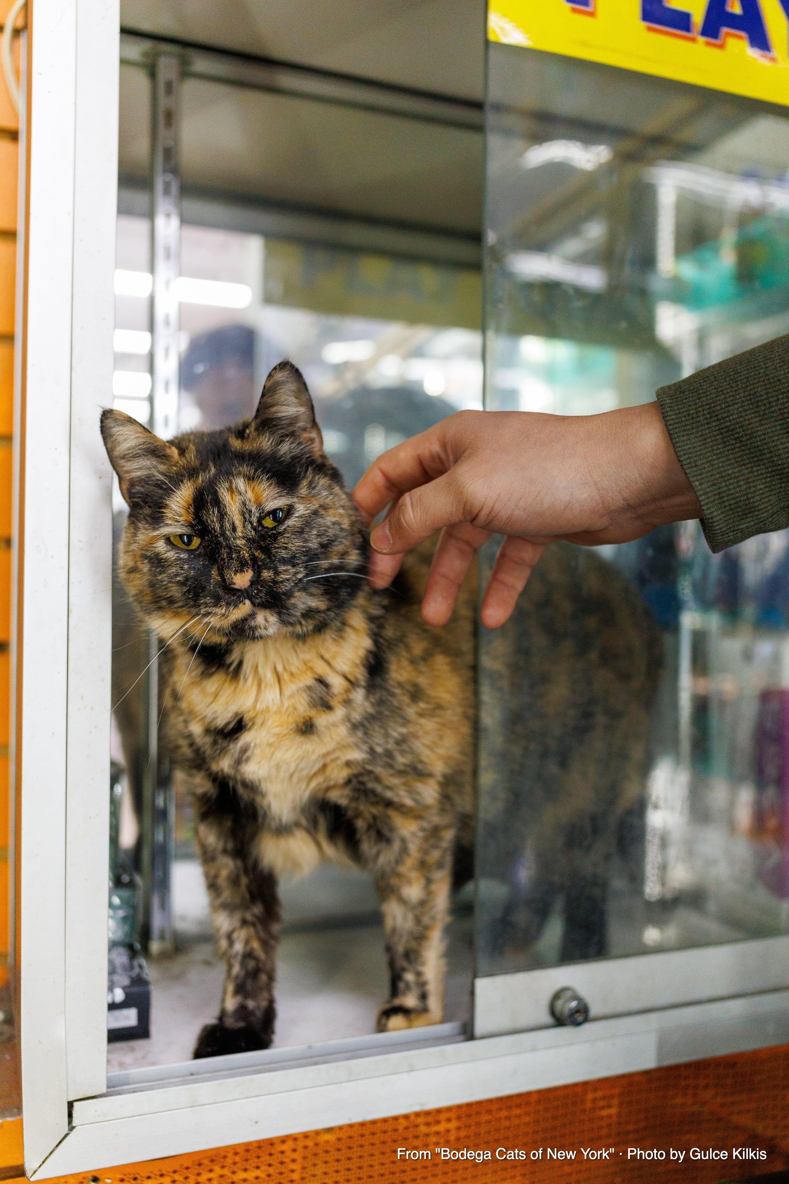 Tiger / Julia: Same Cat, Two Names