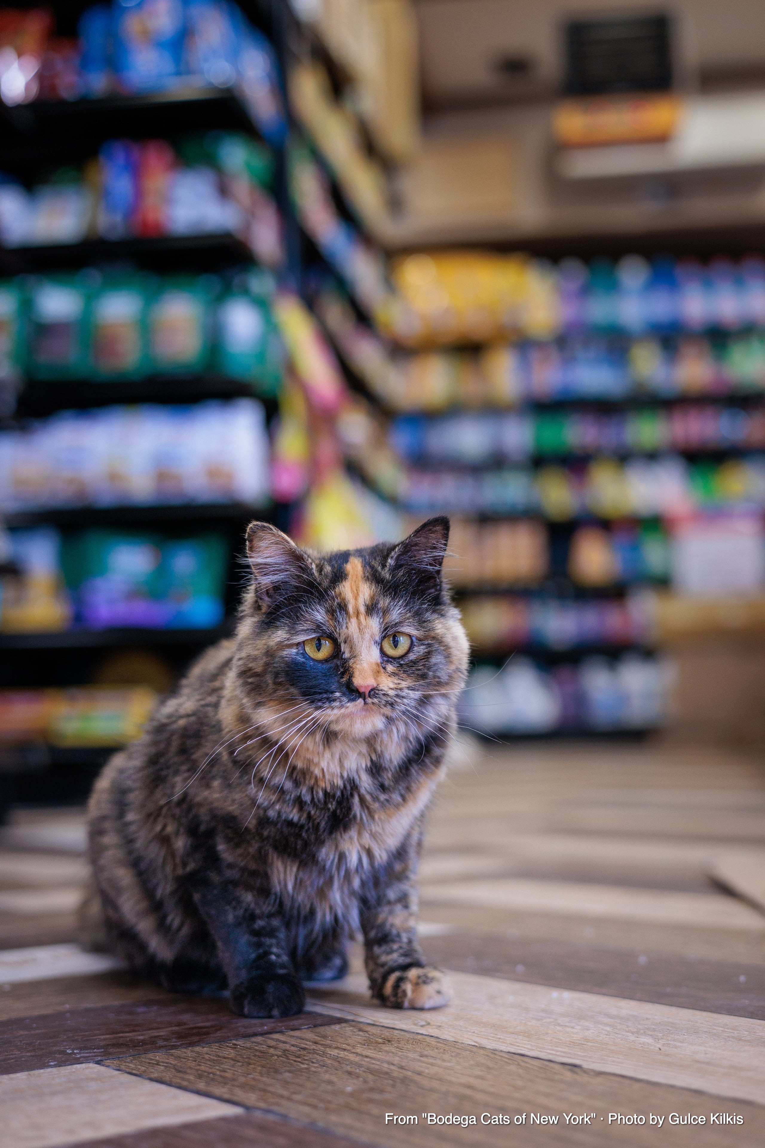Kiki guarding the ATM in Williamsburg