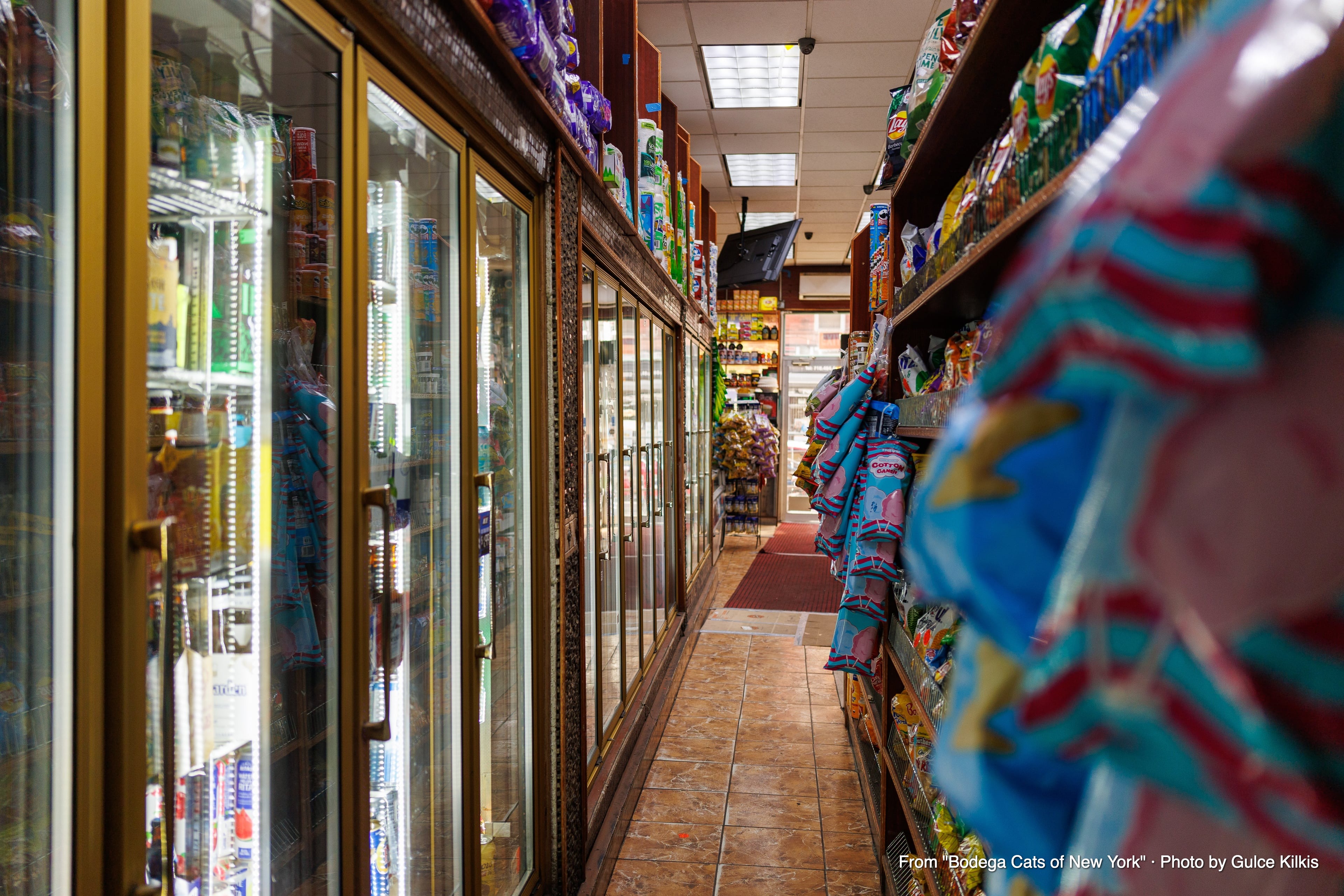 Simba, a large bodega cat in Bed-Stuy, Brooklyn