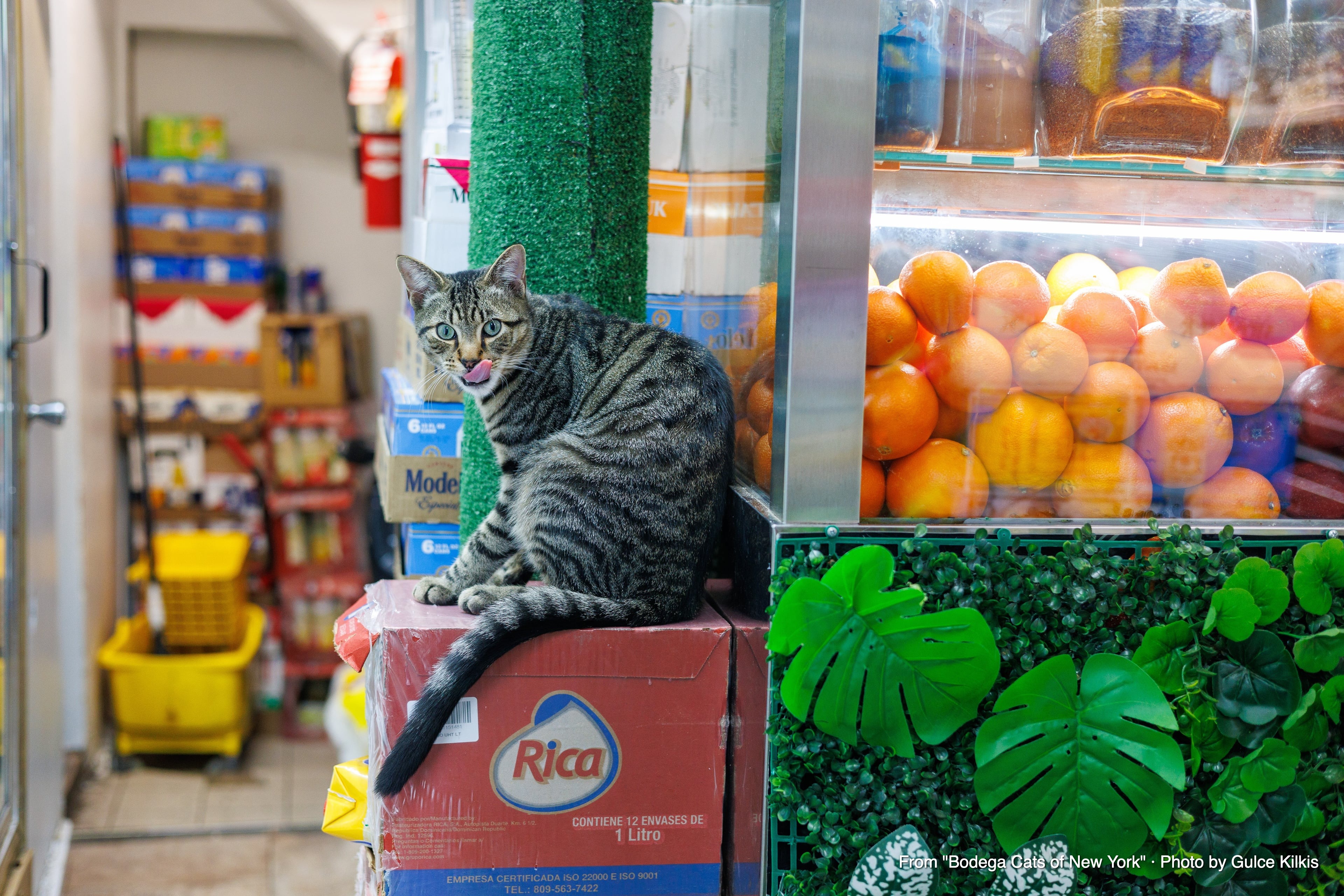 Sofia: She Has Extended More Commutes Than the L Train